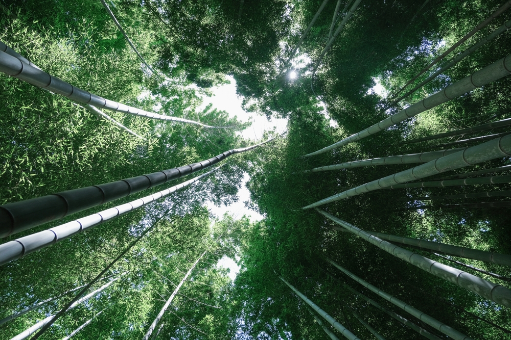 대나무 종이, 대나무 펄프 종이, 대나무 펄프, 쇼핑백 종이 재질, 친환경 쇼핑백