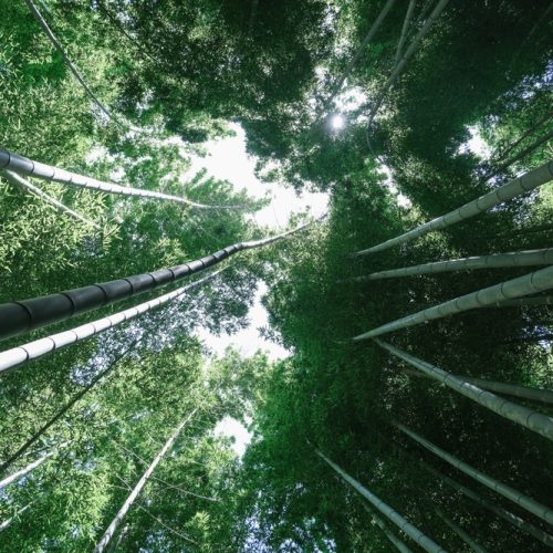 대나무 펄프 종이 : 브랜드가 선택해야 할 3가지 이유